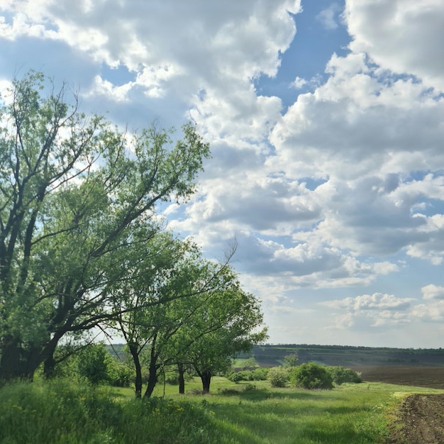 Un campo con un campo y un cielo nublado.