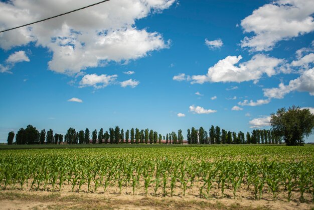 Campo con campo de maíz en primavera, campo de maíz de cosecha