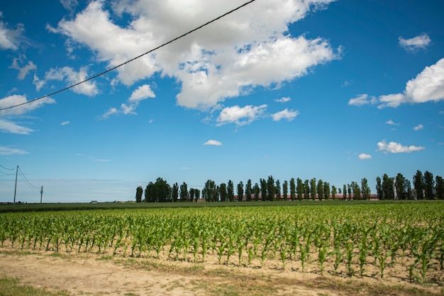 Campo con campo de maíz en primavera, campo de maíz de cosecha