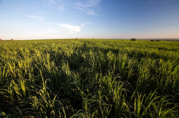 Campo de caña de azúcar al atardecer