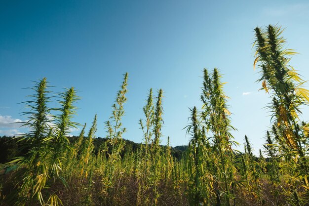 Campo de cáñamo de CBD cultivo de cángamo industrial en la luz del atardecer