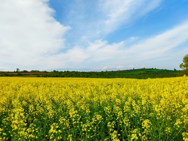 campo de canola amarillo cielo azul