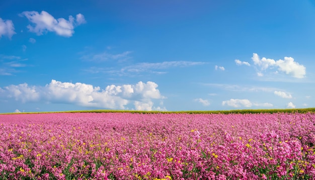 Campo de canola y cielo azul