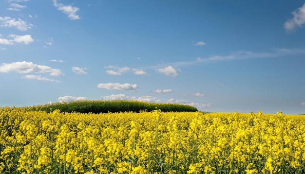 Campo de canola y cielo azul