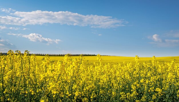 Campo de canola y cielo azul