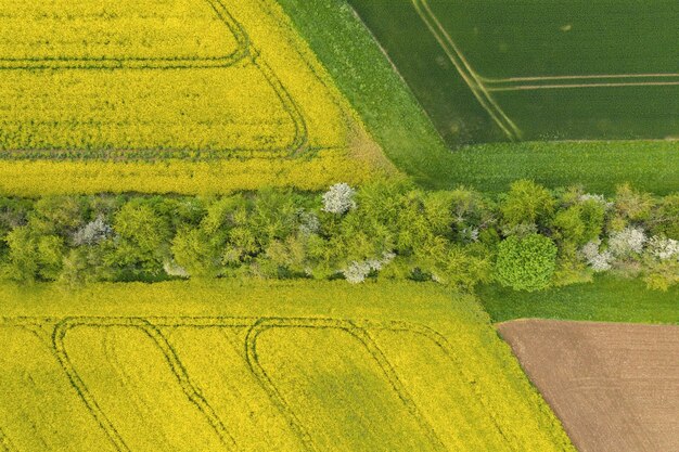 campo de canola en fase de floración y un campo de maíz con sendero de árboles en primavera. Agricultura ecológica cerca de la granja. Disparo de dron Vista aérea