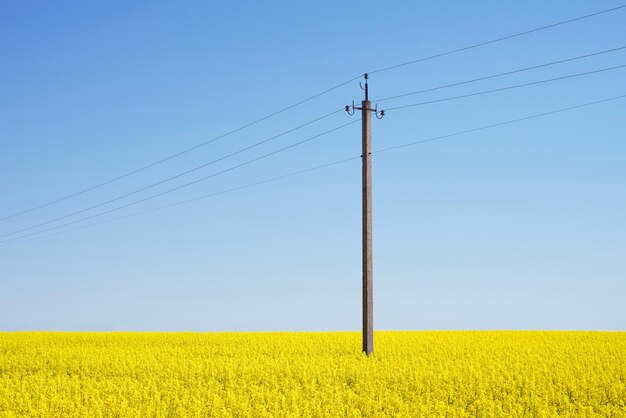 Campo de canola en flor