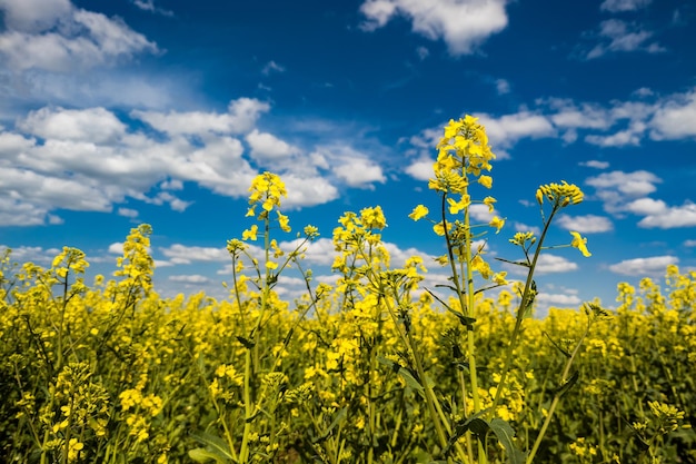 Campo de canola floreciente y cielo azul con nubes blancas