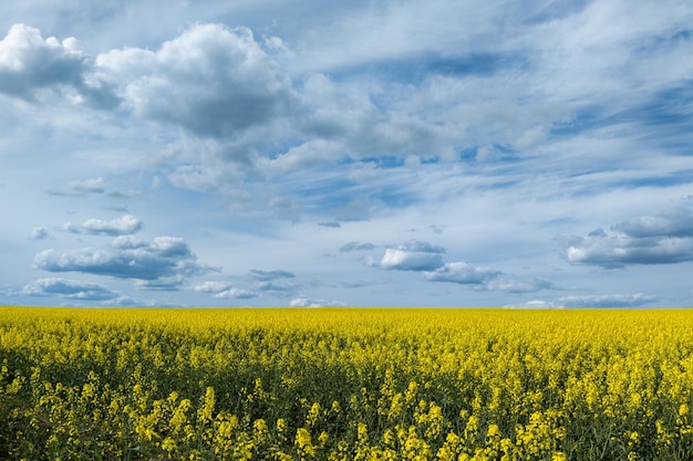 Campo de canola floreciente y cielo azul con nubes blancas