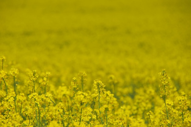 campo de canola