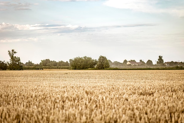 Foto campo de cebada orgánica en italia