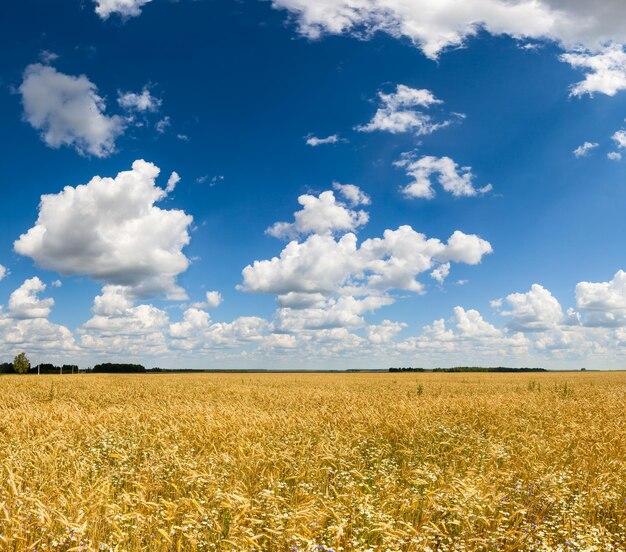 Campo de cebada