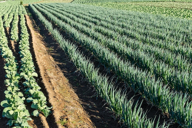 Campo de cebolla verde y lechuga fresca