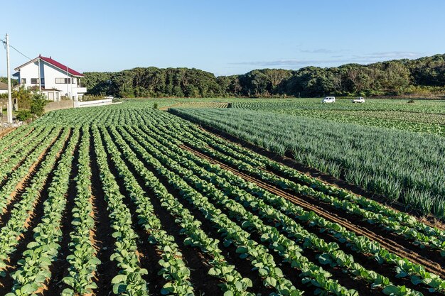 Campo de cebolla verde y lechuga fresca