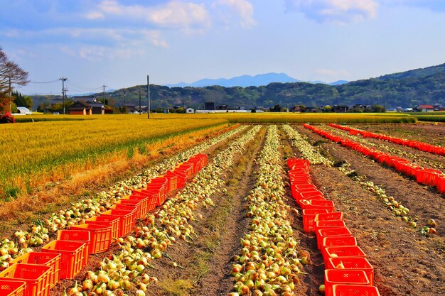 Foto campo de cebollas