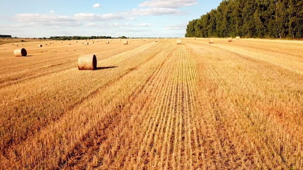 Campo ceifado de trigo com pilhas