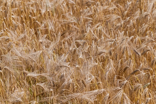 Campo de centeno amarillento sobre el momento de la maduración