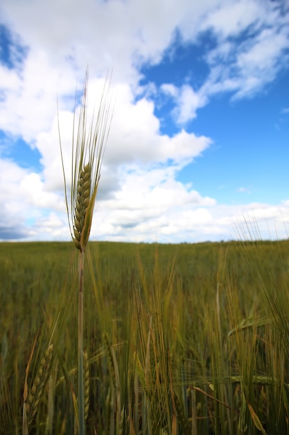 campo de centeno de cereales