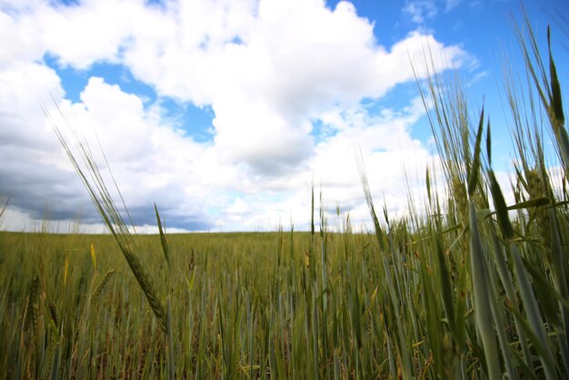 Campo de centeno de cereales