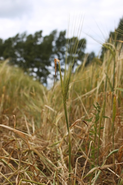 Campo de centeno de cereales