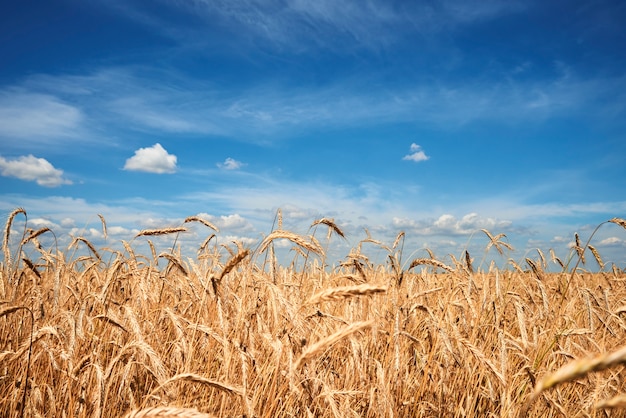 Campo de centeno bajo el cielo azul