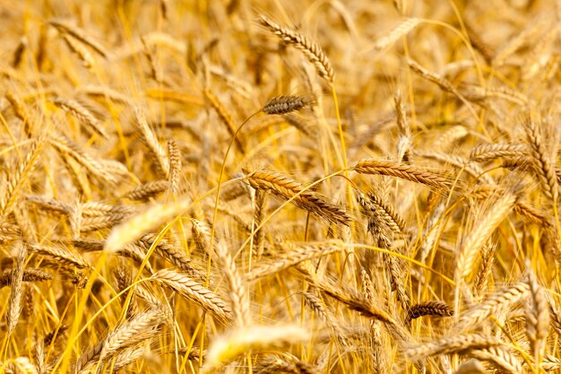 Campo de centeno dorado maduro en temporada de verano, cerrar