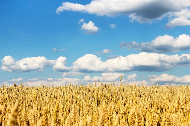 Campo de centeno maduro contra el cielo con nubes en el clima soleado