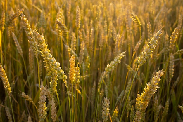 Campo de centeno de trigo Espigas de centeno de trigo dorado primer plano Paisajes rurales bajo la luz del sol Concepto de cosecha rica Espiguillas jugosas inmaduras jóvenes frescas Primer plano de cosecha de verano de cebada de trigo de centeno de avena