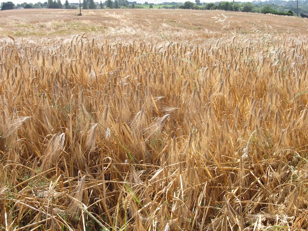 campo de centeno