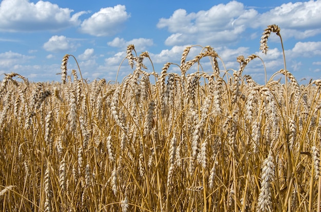 Campo con cereal de trigo dorado madura bajo un cielo azul nublado.