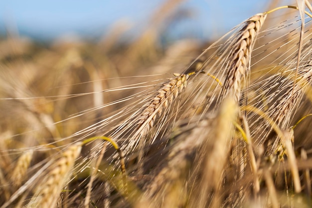 Campo de cereal en verano.