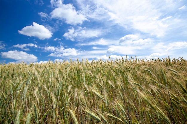 Campo de cereal verde con trigo en verano