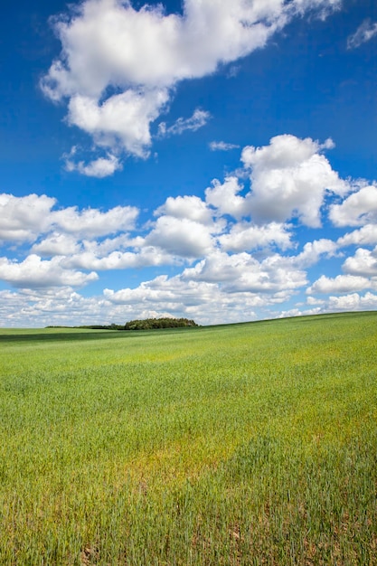 Campo de cereal verde con trigo en verano