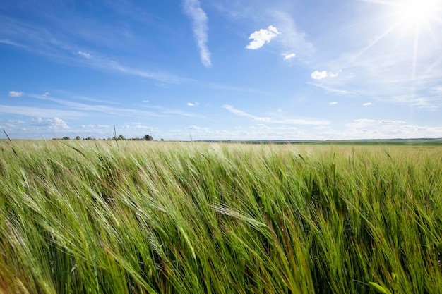 Campo de cereal verde con trigo en verano