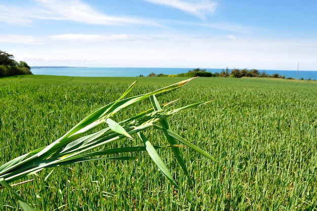 Campo de cereal