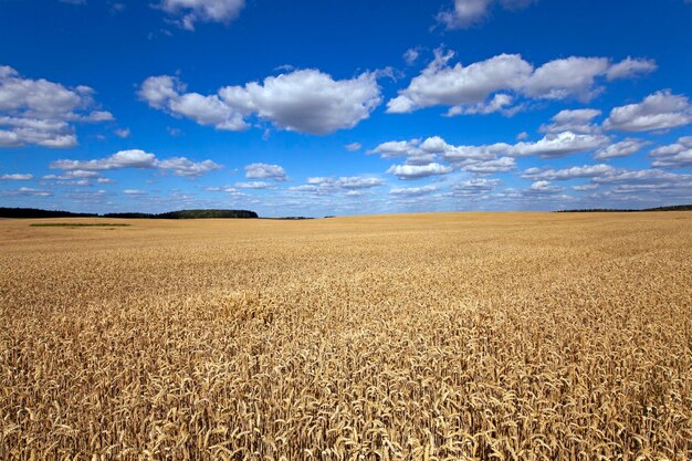 Campo de cereal