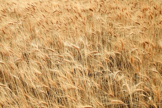 Campo de cereal