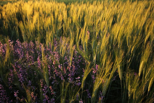 Campo de cereal