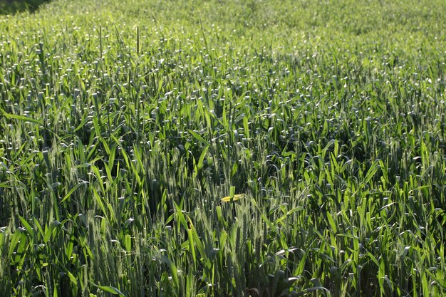 Campo de cereal