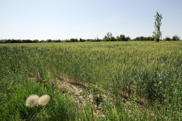 Campo de cereal