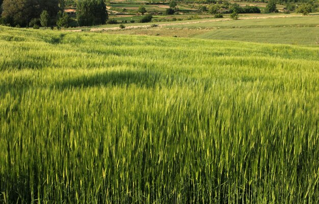 Campo de cereal