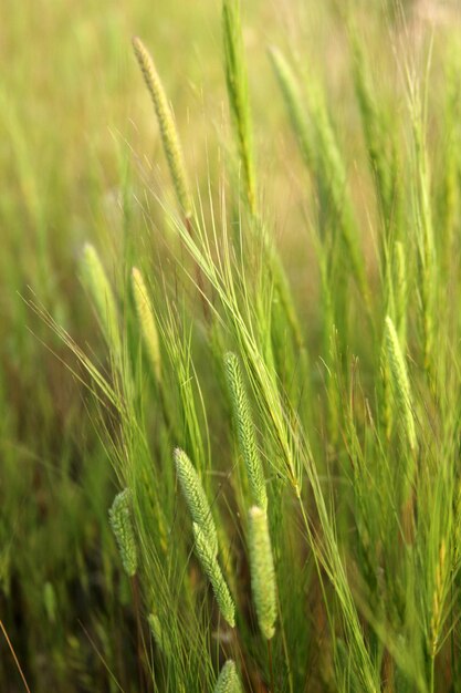 Campo de cereal