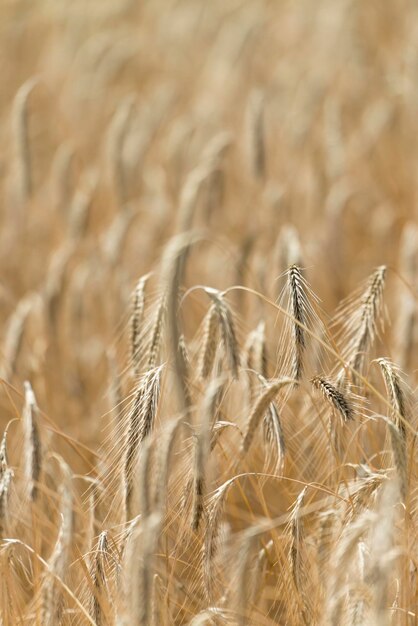 Campo de cereal