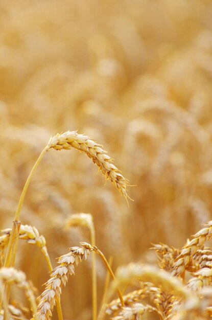 Campo de cereal