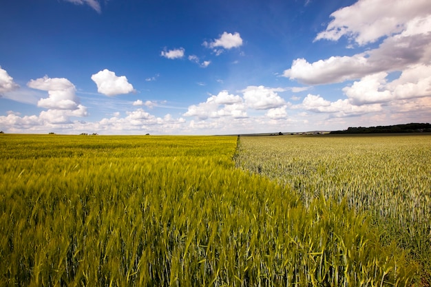 Campo con cereales: un campo agrícola en el que crecen cereales.