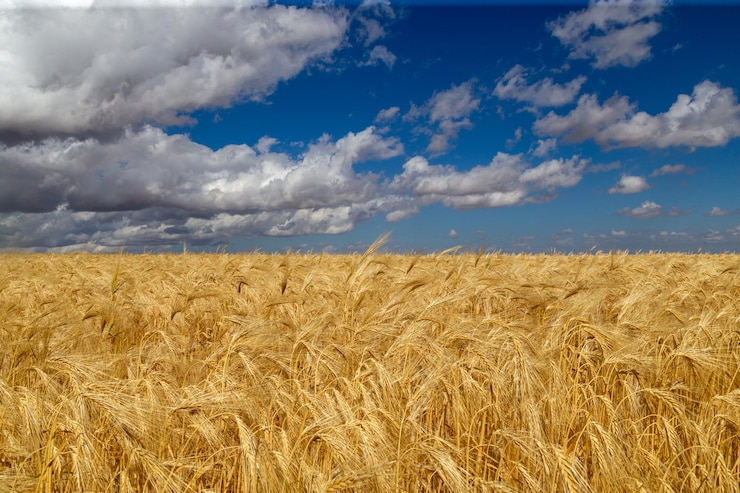 Foto campo de cereales con un hermoso cielo azul con nubes provincia de soria españa