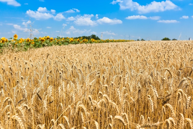 Campo de cereales maduros. Disparo con un enfoque selectivo