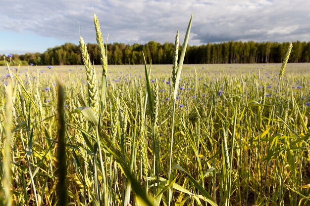 campo de cereales