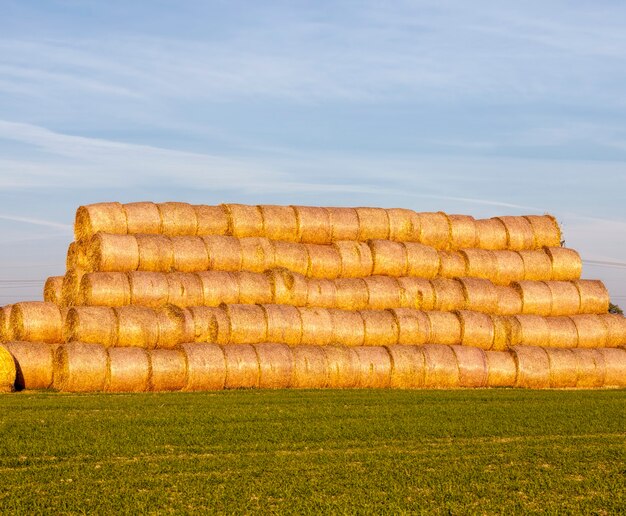 campo de cereales