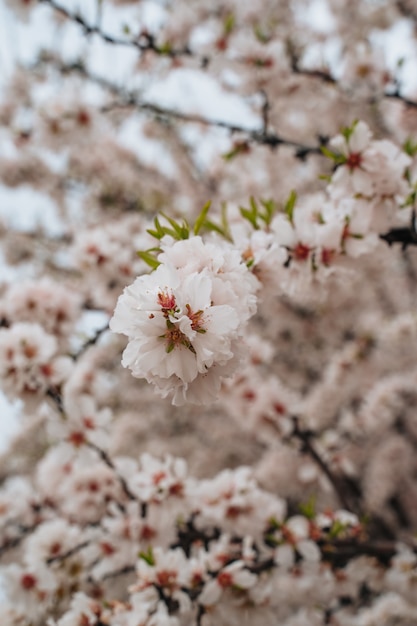 Campo de cerezos japoneses florecientes, relajante. Copie el espacio. Fondo de pantalla